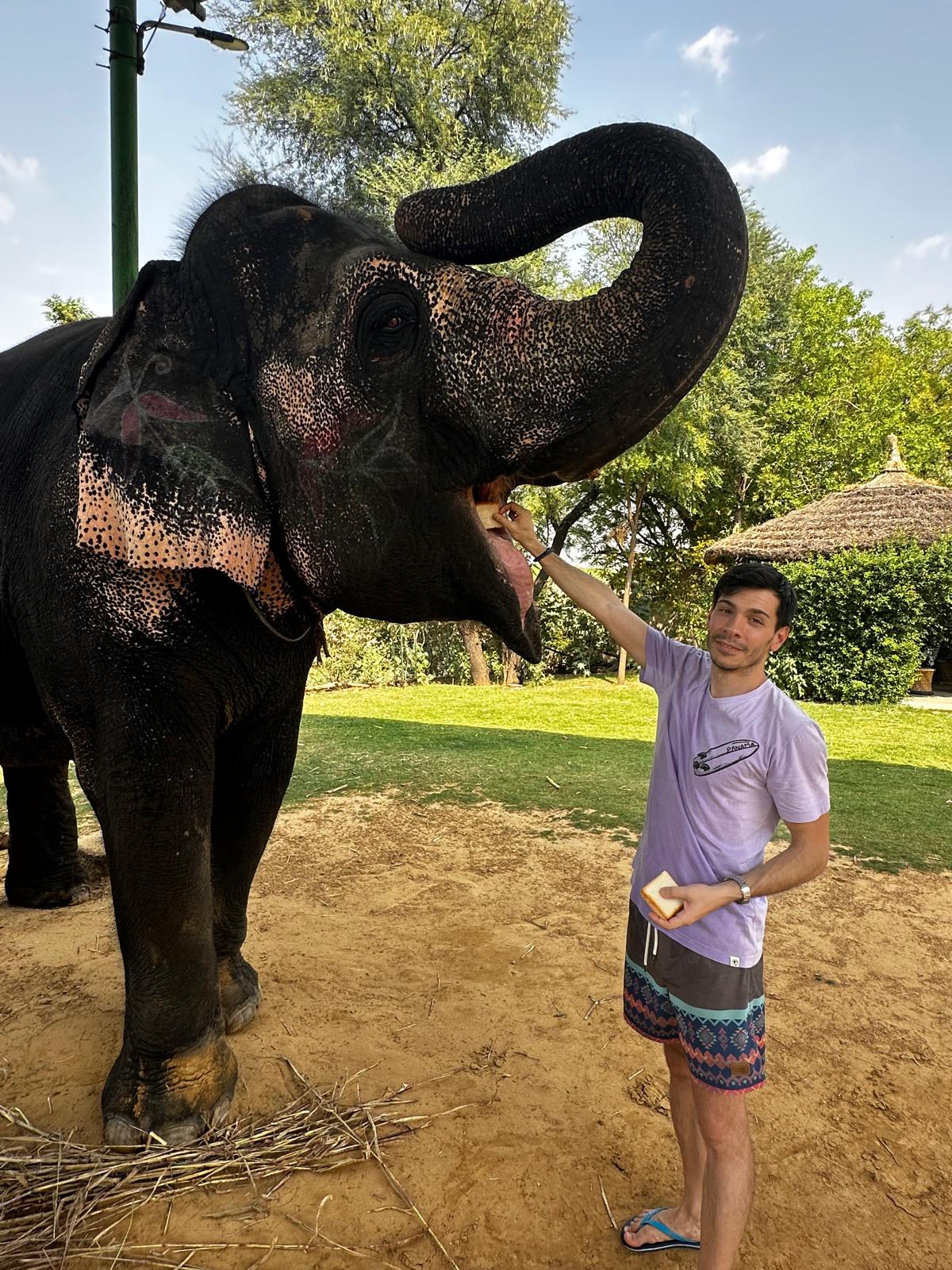 Tourist photographing elephant