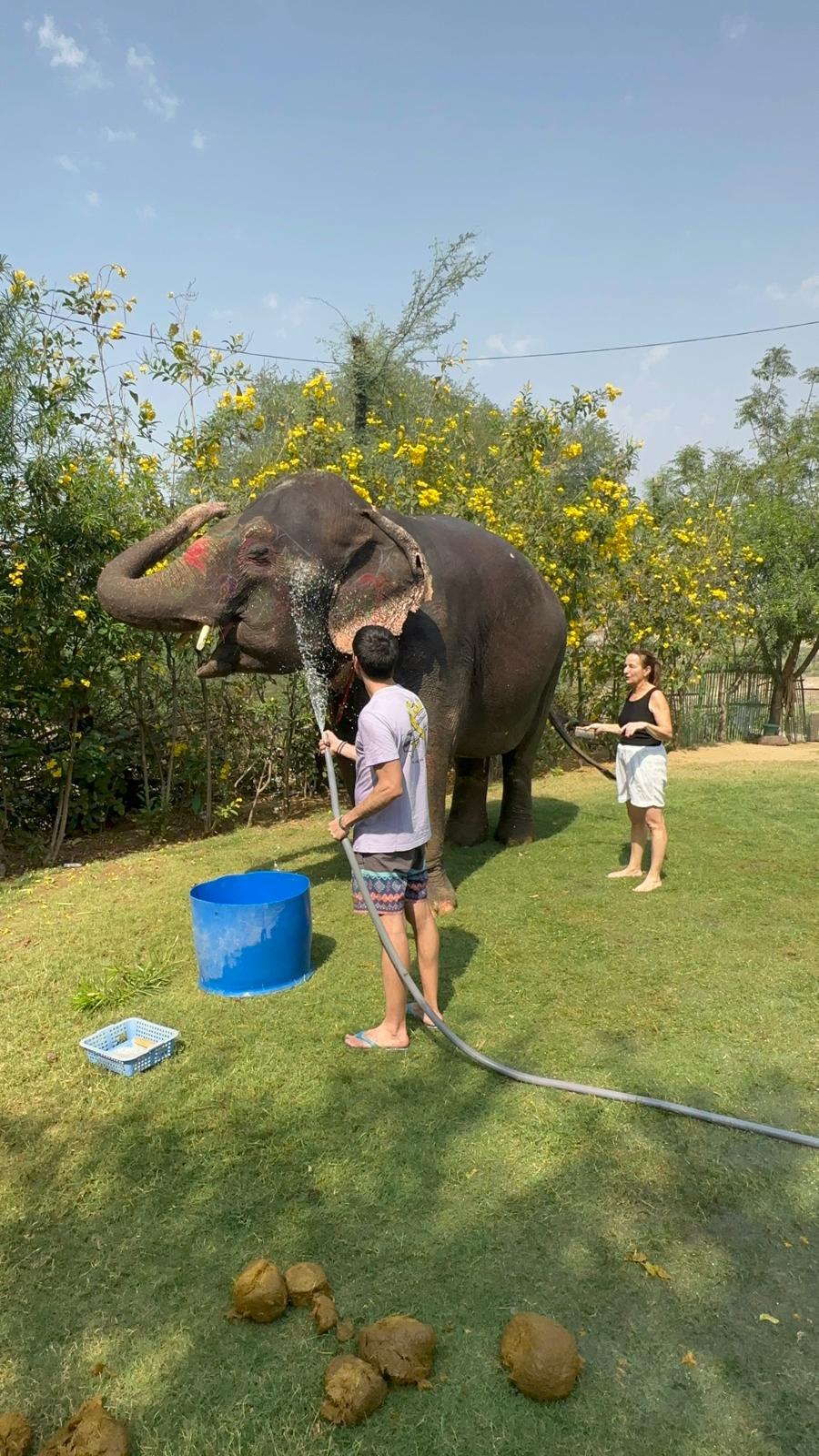 Tourist feeding elephant